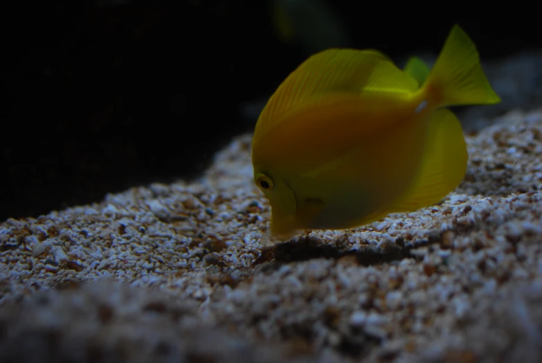 a yellow tropical fish in a tank