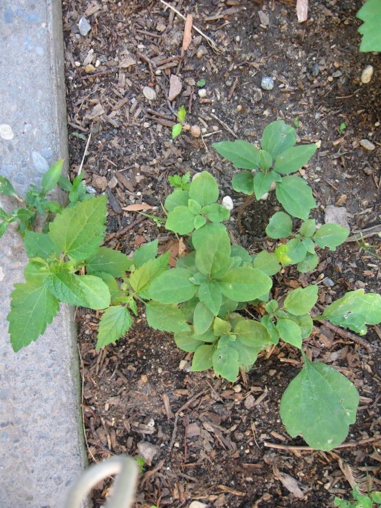 small plants that are starting to grow in the soil