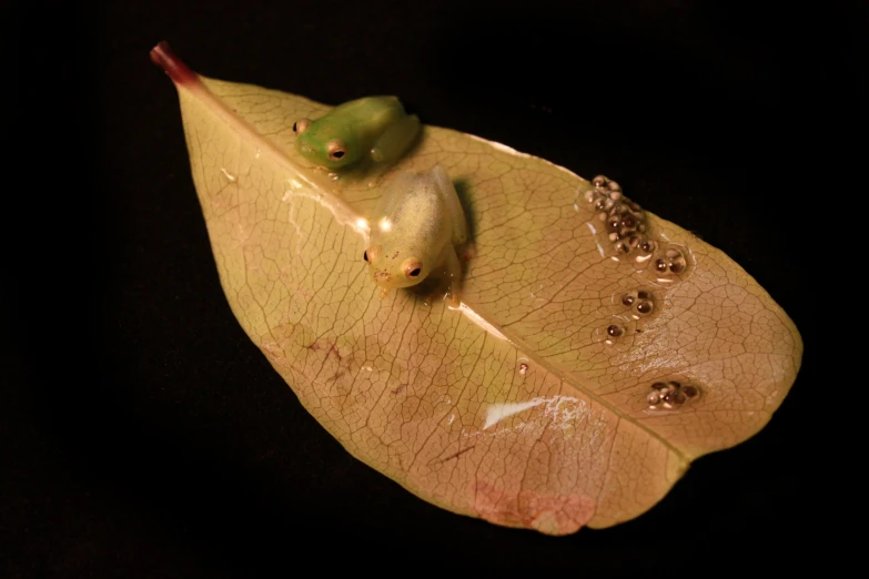 a close up po of a leaf with two peas on it