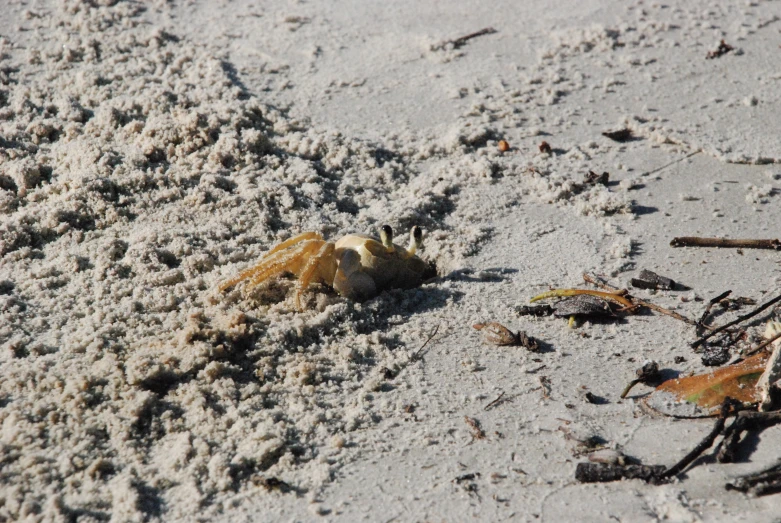 small animal digging in the sand on a beach