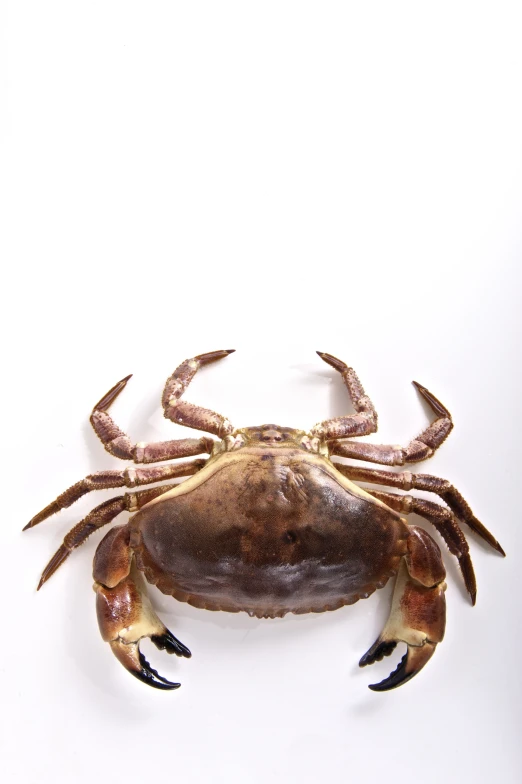 a crab that is brown with some black claws