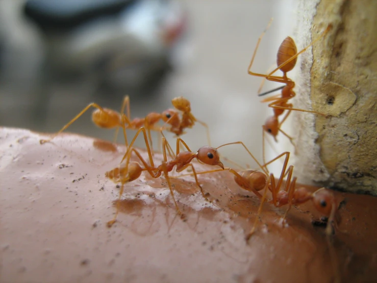 orange ants on the side of a cement wall