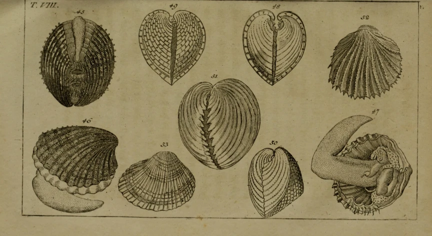 an old style of shells with drawings on them