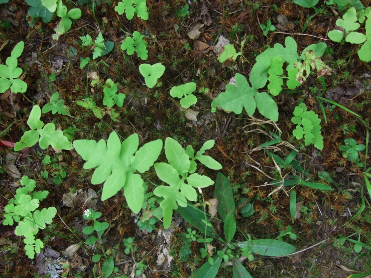 a close up of leaves and vegetation on a ground