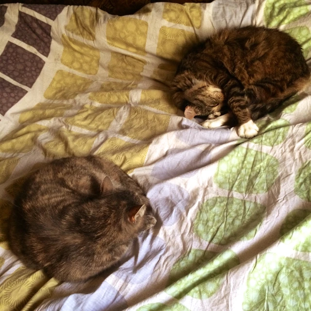 two cats on a bed with one laying on the pillow