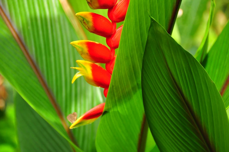 colorful tropical plant growing in the middle of a leafy area