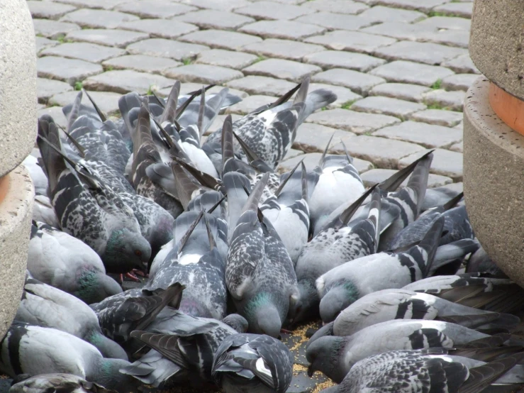 many birds sitting together on the ground