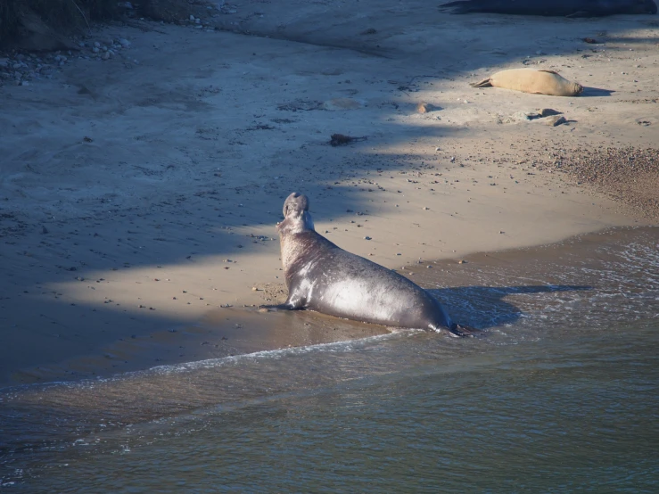 a seal sitting on a beach in the water