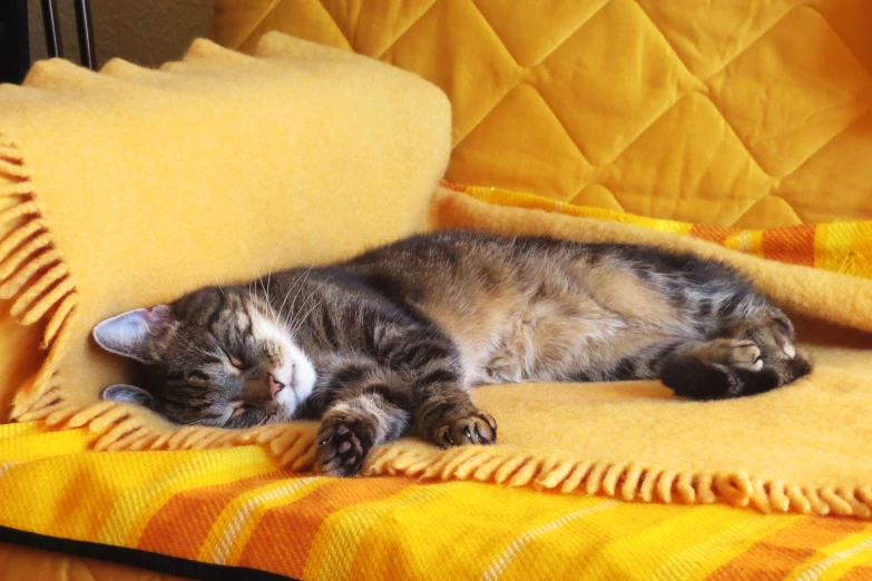 a cat laying on a colorful blanket in a chair