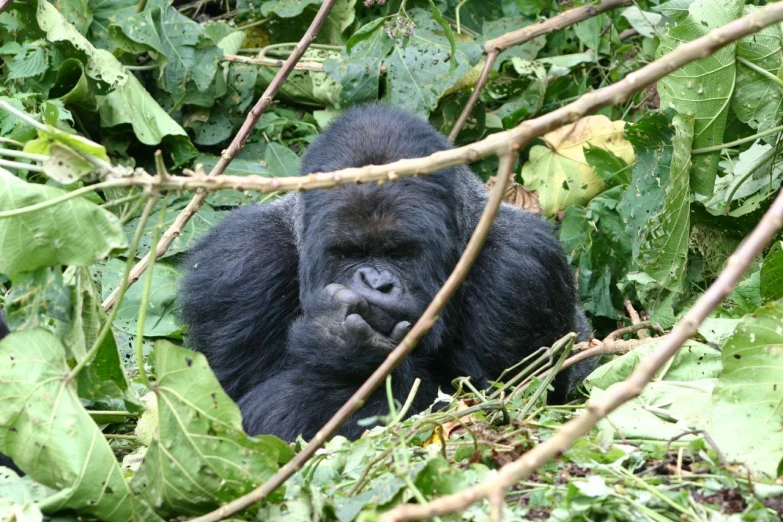 a large gorilla sitting next to some green leaves