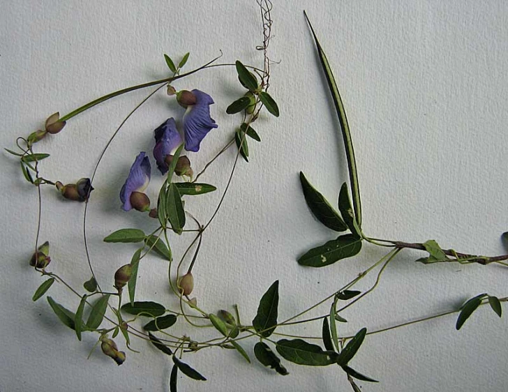 purple flowers are on a plant next to a white wall