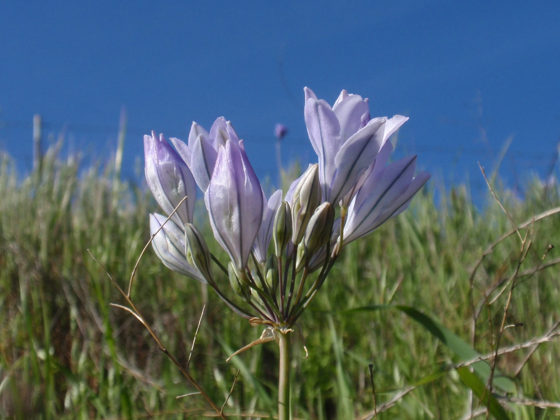 some flowers bloom in a field on a clear day