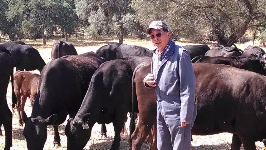 a man in gray standing next to many cows