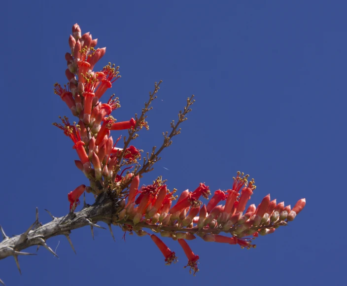 a red plant with white flowers and leaves