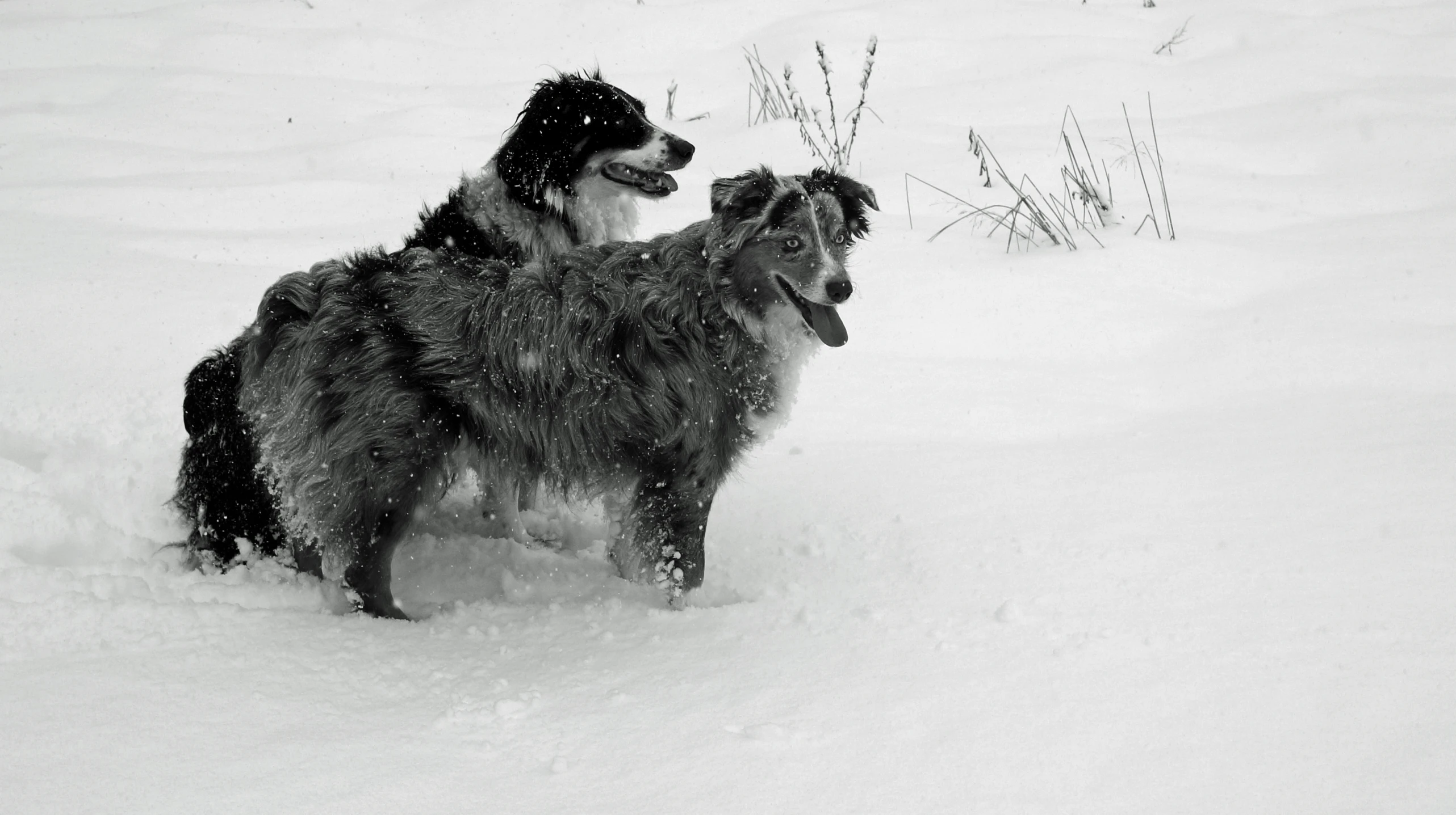 two dogs play in the snow in front of some bushes