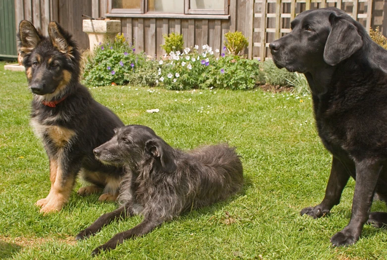 two large and two small dogs in a yard