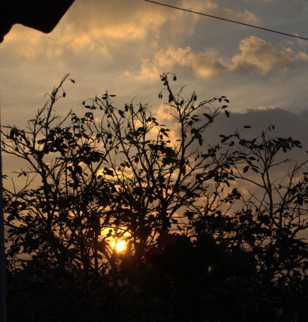 a tree with the sun setting behind it