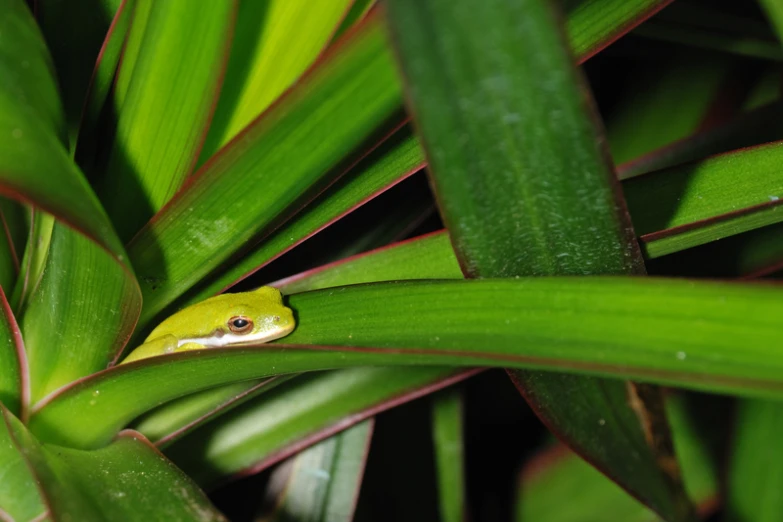 a green frog hides behind the large green leaves