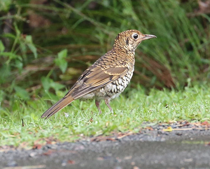 the small bird is perched in the green grass