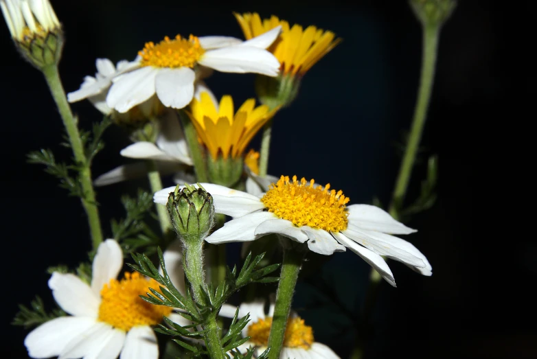 the flowers are growing very brightly and blooming