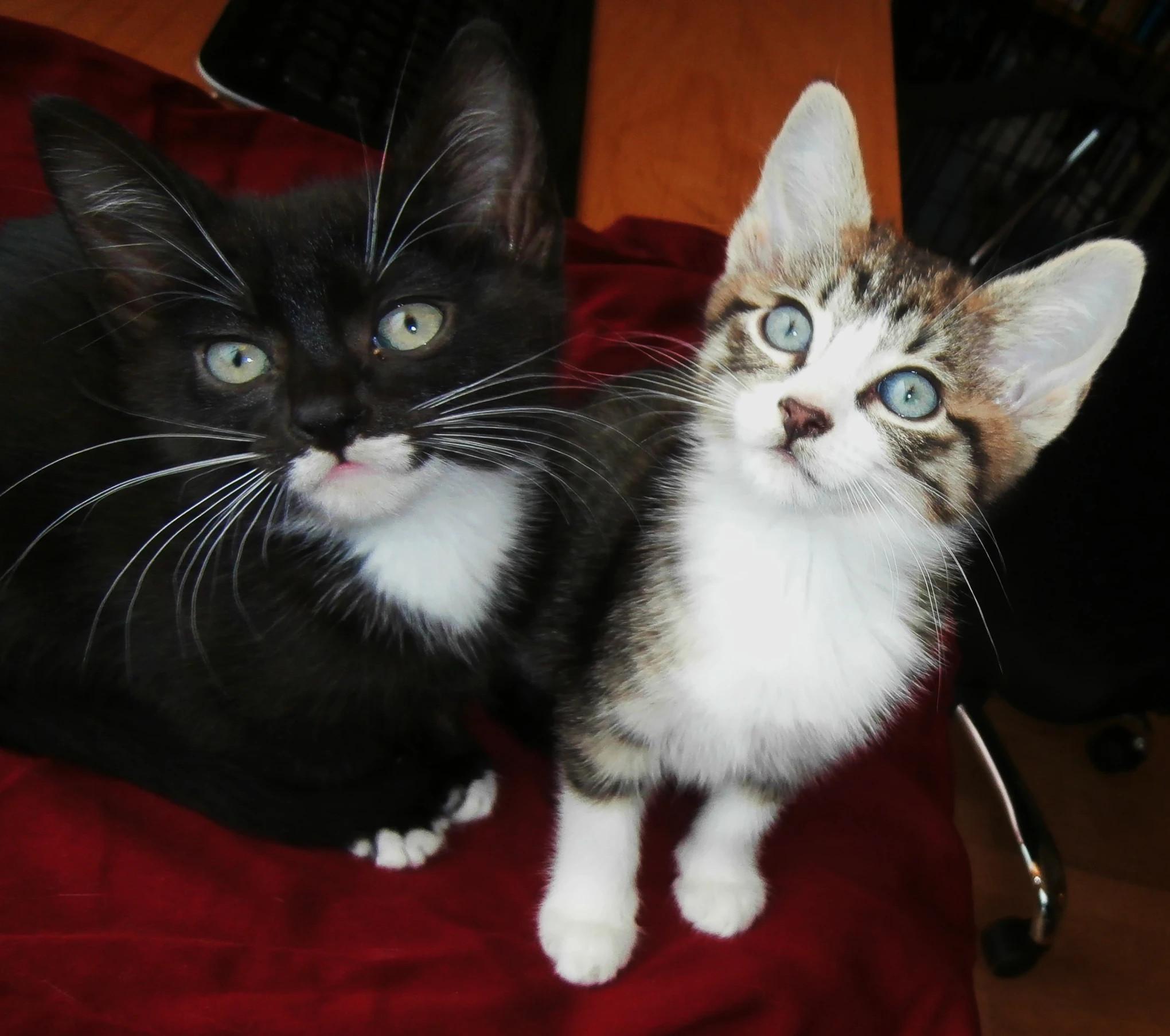 two cats sit next to each other in front of a computer keyboard