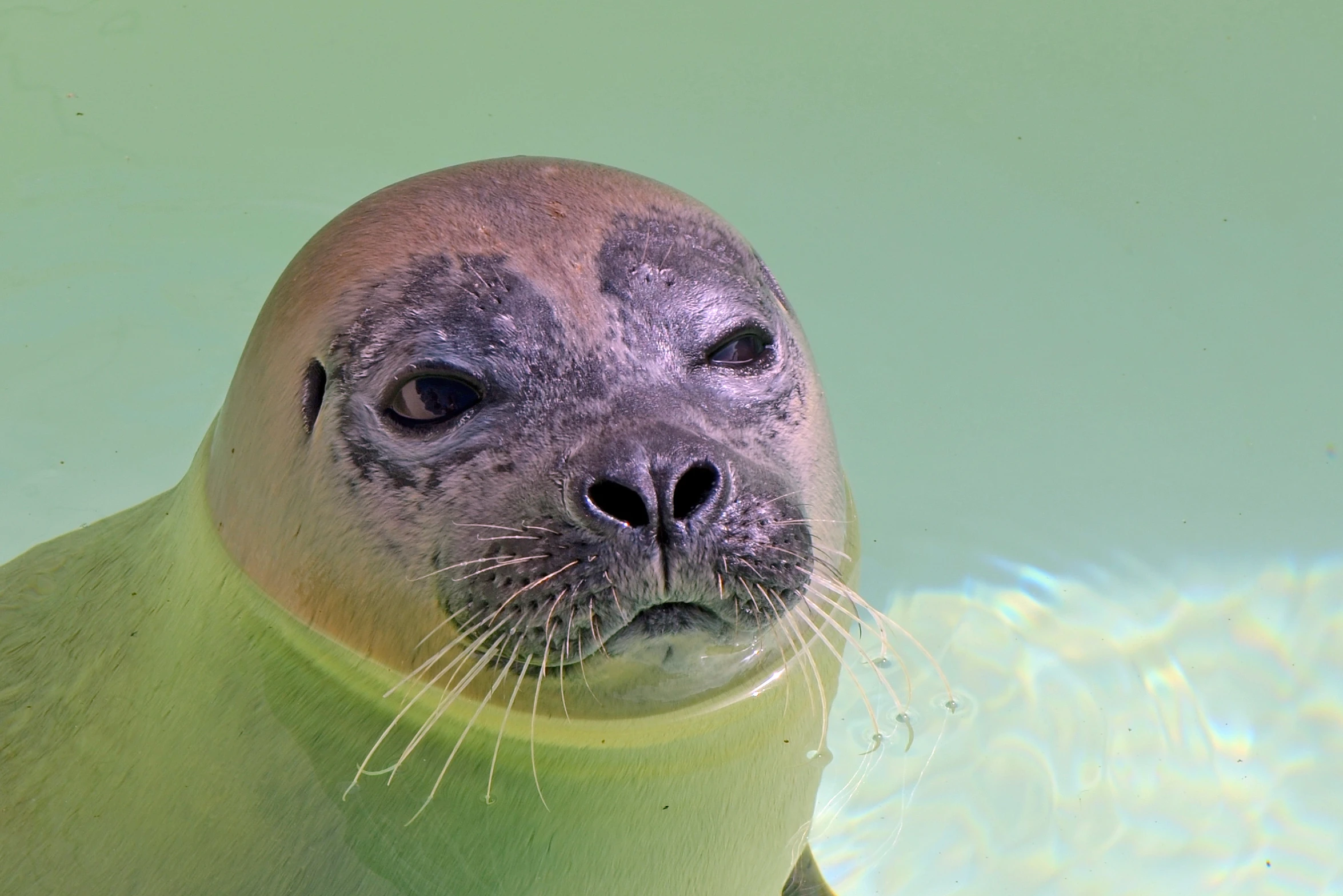a seal is smiling and looking at the camera