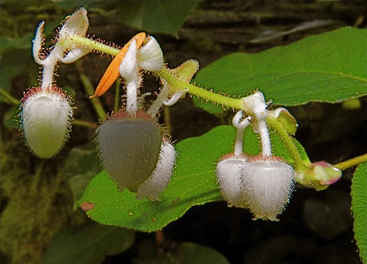 the white flowers and green leaves are on the vine