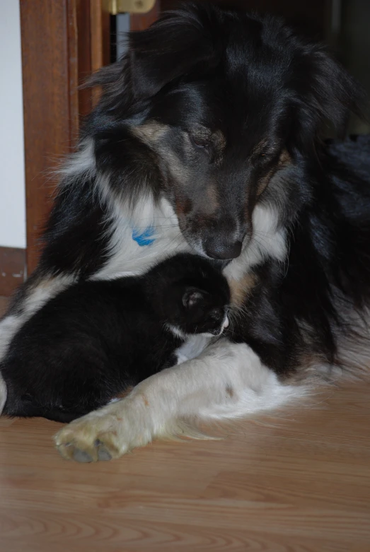 a dog is playing with a kitten in the living room