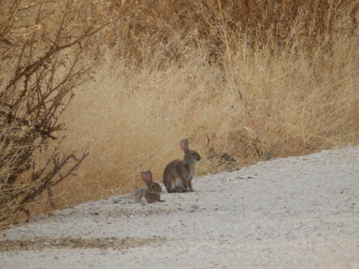 two kangaroos walking in a field of tall grasses