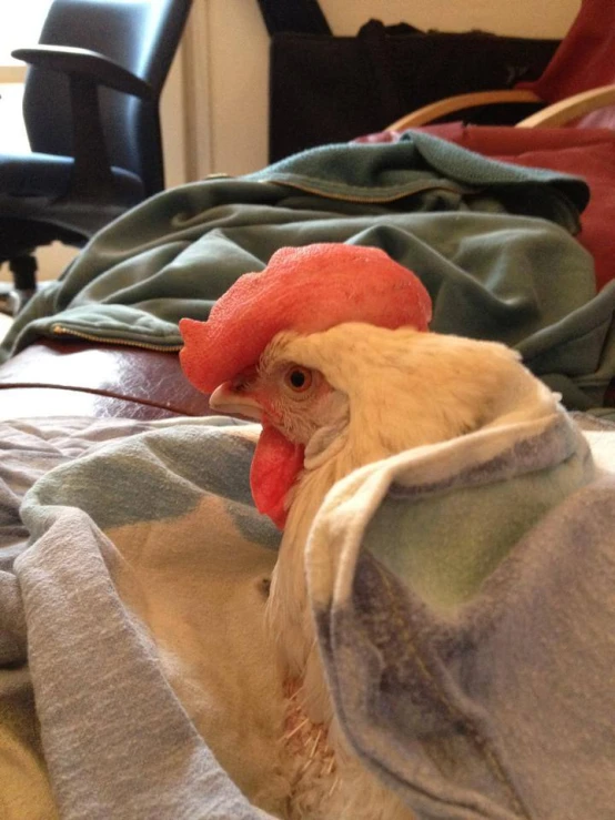 a bird is sitting in the blanket on the bed