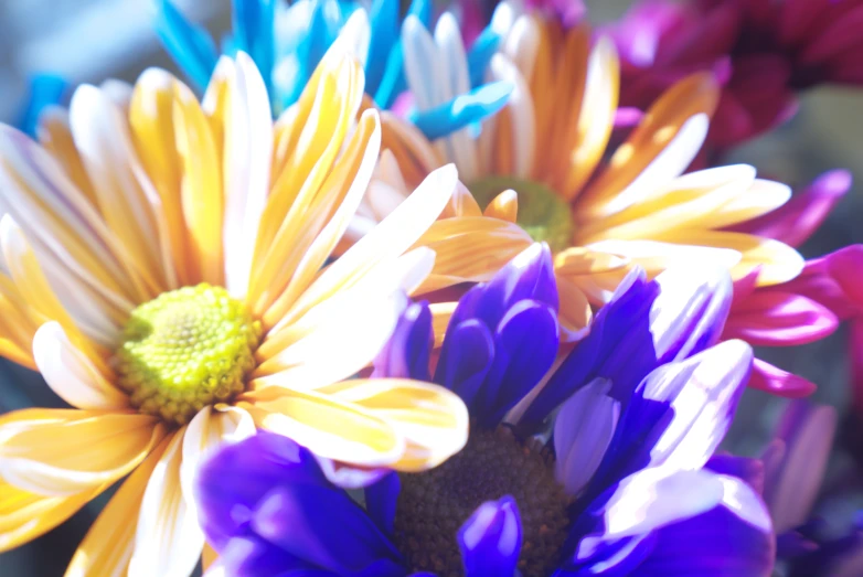 a close up po of an arrangement of colorful flowers