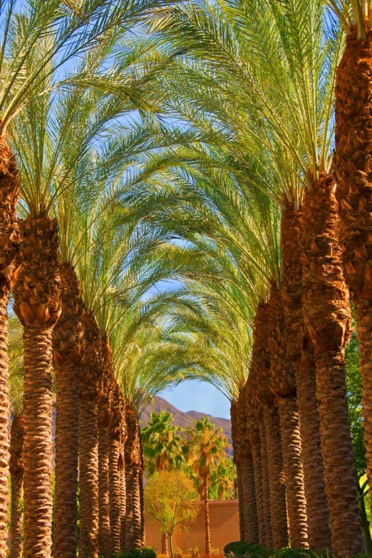 a walkway lined with palm trees on a bright day