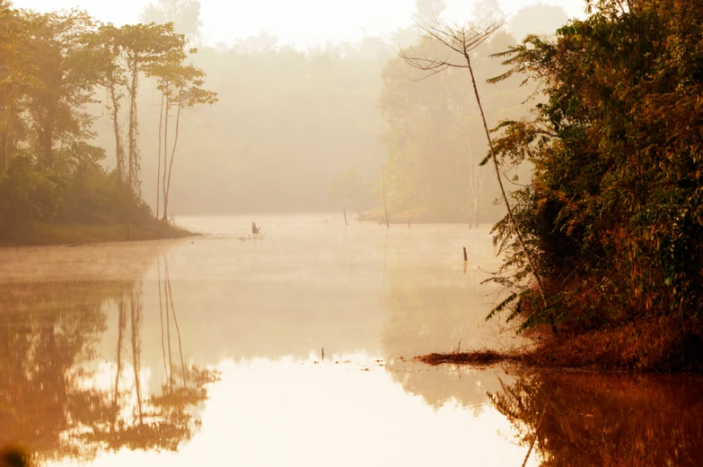a lake surrounded by trees on a foggy day