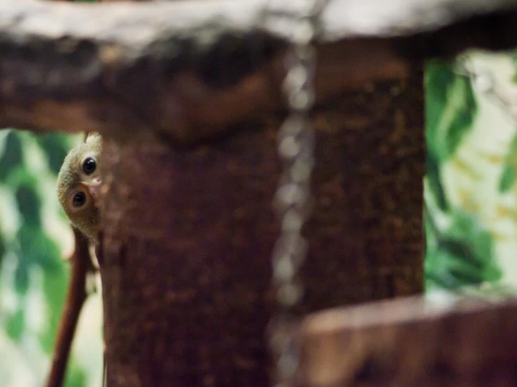 a lizard looking through the hole in the enclosure