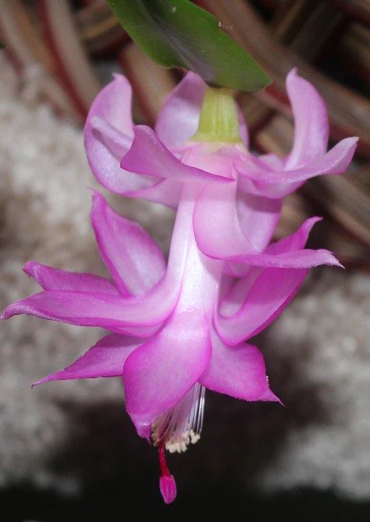 the pink flowers are blooming near the green plant