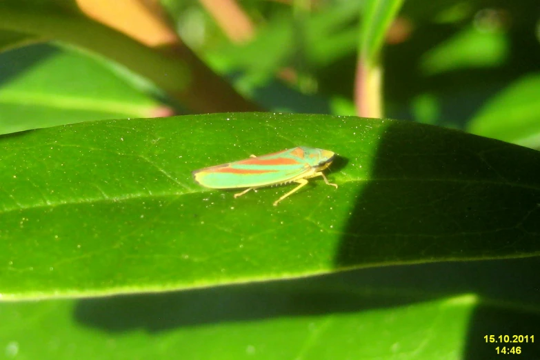 the yellow and red insect is on top of the green leaf