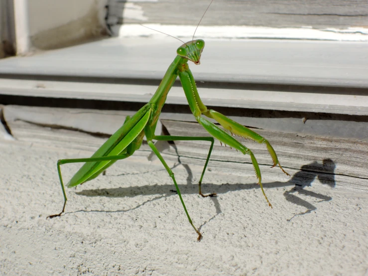 the praying mantisca is sitting on the edge of a step