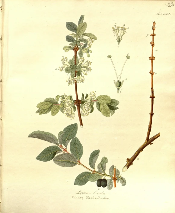 a drawing of leaves, twigs and flowers with flowers