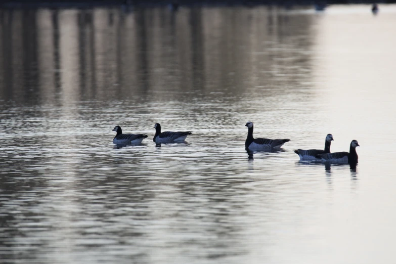 three ducks in the water near the shore