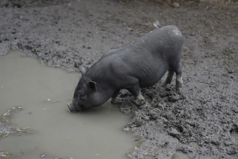 a small pig eating grass in a muddy pool