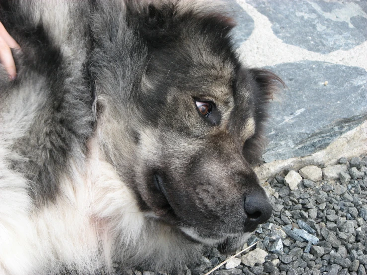 the fluffy gray dog is laying down outside