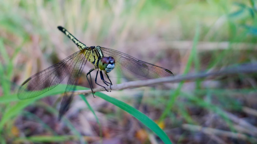 two blue and yellow dragonflies sitting on the back of a twig