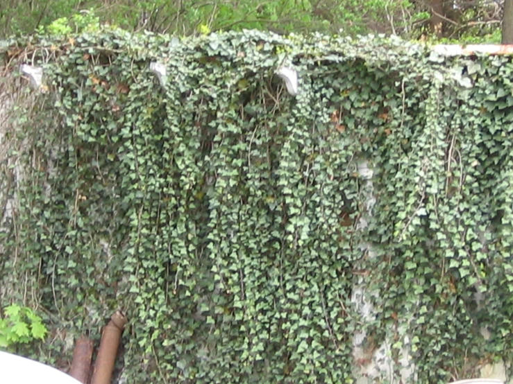 the wall is covered with ivy plants in the rain