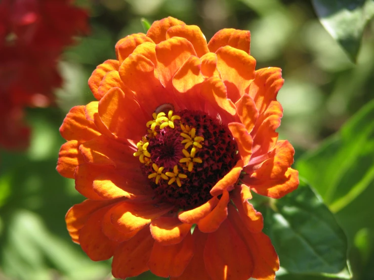 orange flower with yellow middle surrounded by green foliage