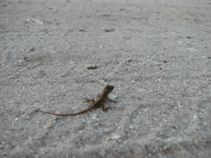 a lizard standing on sand looking for soing