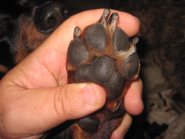 an adult human hand is holding up a baby dog's paw