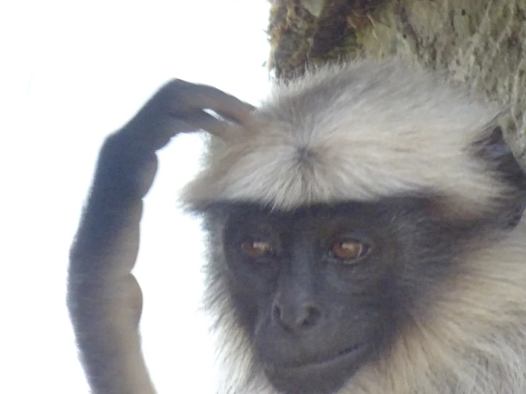 a monkey with a furry coat is in front of a tree