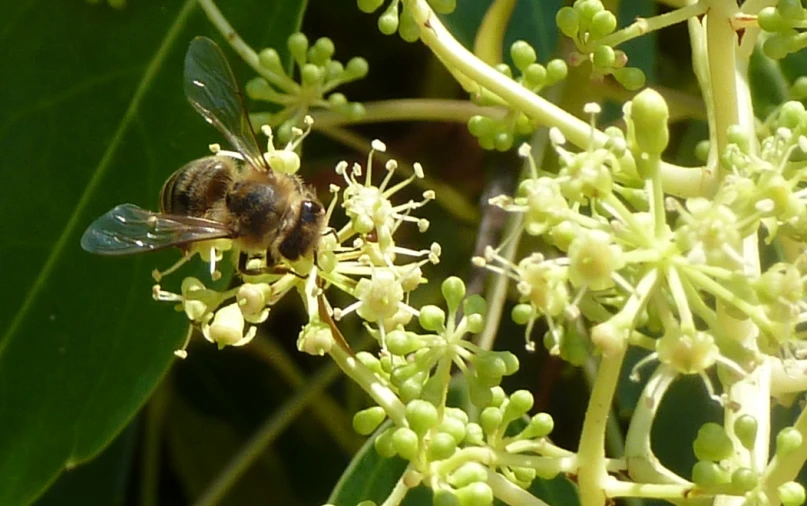 a fly is seen in a close up picture