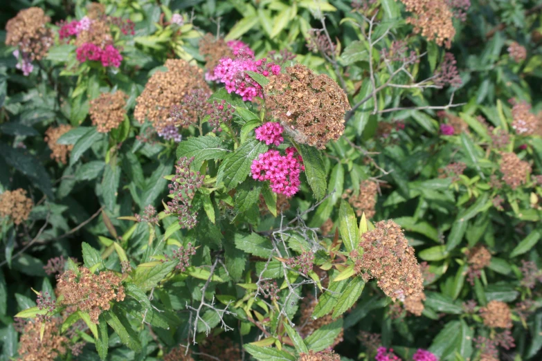 lots of flowers are growing in the dirt