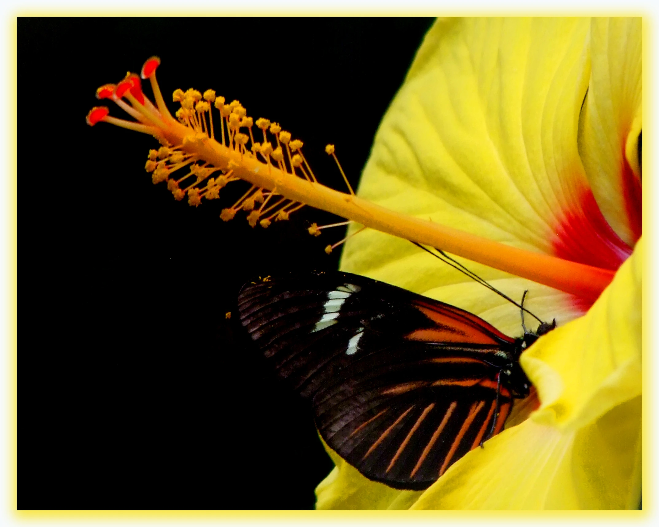 a close up of a erfly on a flower